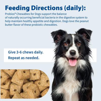 Show full view: Probios Digestion Support Peanut Butter Flavor Dog Treats, 1-lb bag slide 5 of 12