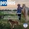 Show in main carousel: Probios Equine Probiotic Apple Flavor Soft Chew Horse Supplement, 60 count slide 2 of 10