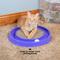 Show in main carousel: Kitty City Ball Track Cat Toy Scratcher Refill, 3 count slide 5 of 9