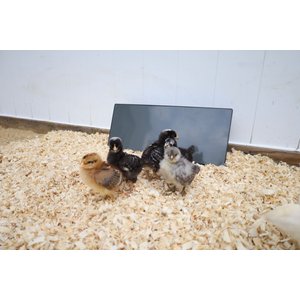 Cozy Products Chicken Coop Heating Panel, Small