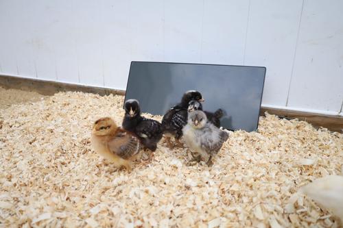 Show full view: Cozy Products Chicken Coop Heating Panel, Small, each slide 6 of 10