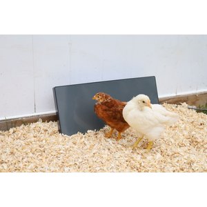 Cozy Products Chicken Coop Heating Panel, Small