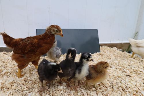 Show full view: Cozy Products Chicken Coop Heating Panel, Small, each slide 3 of 10