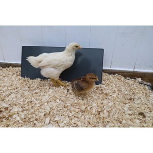 Cozy Products Chicken Coop Heating Panel, Small