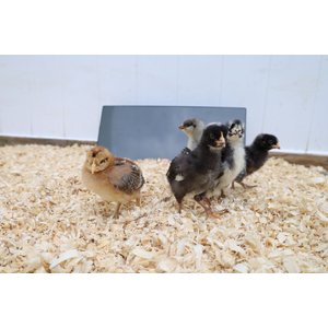 Cozy Products Chicken Coop Heating Panel, Small