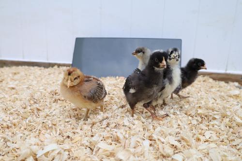 Show full view: Cozy Products Chicken Coop Heating Panel, Small, each slide 5 of 10