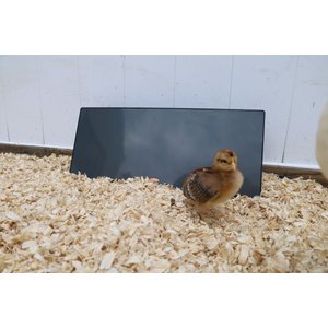 Cozy Products Chicken Coop Heating Panel, Small