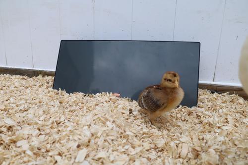 Show full view: Cozy Products Chicken Coop Heating Panel, Small, each slide 4 of 10