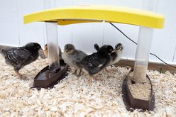 Cozy Products Cozy Chick Brooder Habitat, Small, each slide 2 of 7