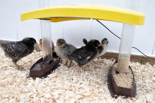 Show full view: Cozy Products Cozy Chick Brooder Habitat, Small, each slide 2 of 7