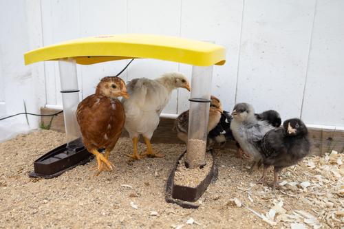 Show full view: Cozy Products Cozy Chick Brooder Habitat, Small, each slide 3 of 7