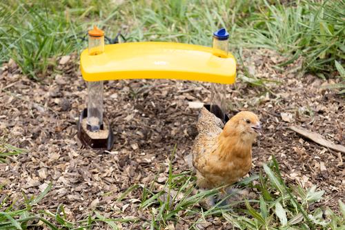 Show full view: Cozy Products Cozy Chick Brooder Habitat, Small, each slide 5 of 7