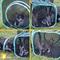 Show in main carousel: Kitty City Outdoor Two Way Play Cat Tunnel slide 5 of 10
