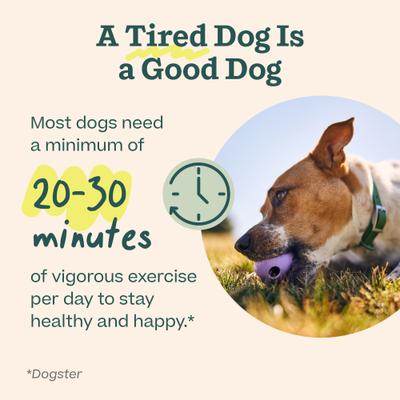 Show full view: Woof Walkabout Dog Puzzle Toy & Slow-Feeder Kibble Dispenser, Green, Large slide 3 of 10