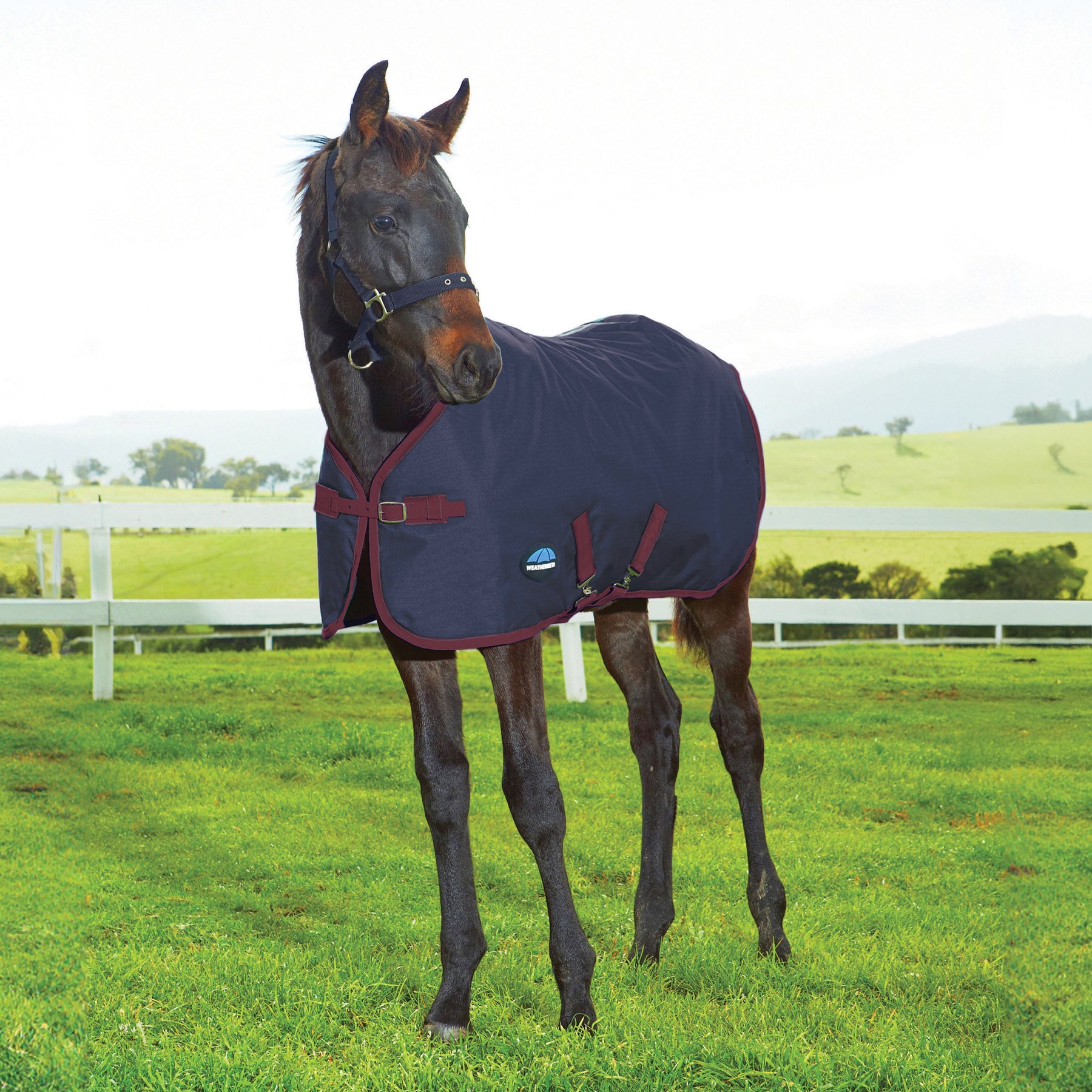 WeatherBeeta 1200D Foal Standard Neck 220G Horse Turnout, Navy/Burgundy, 45-in