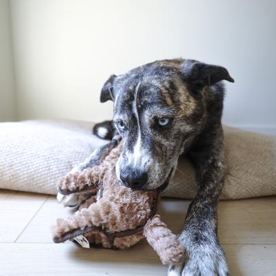 Show full view: SteelDog USA Ruffian Hoofer Camel Plush Dog Toy slide 4 of 5