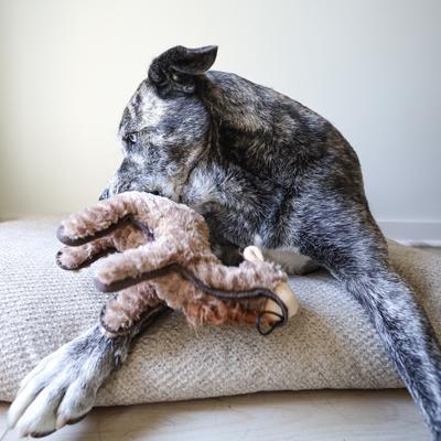 Show full view: SteelDog USA Ruffian Hoofer Camel Plush Dog Toy slide 2 of 5