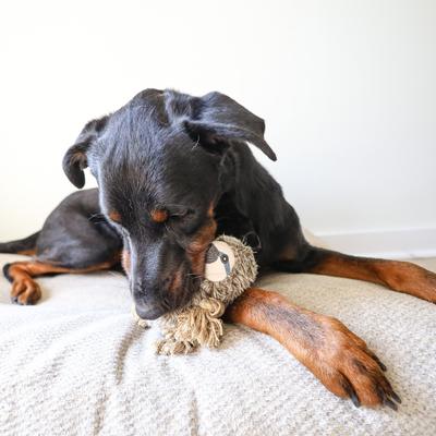 Show full view: SteelDog USA Ropers Sloth Squeaky Plush Dog Toy slide 4 of 5