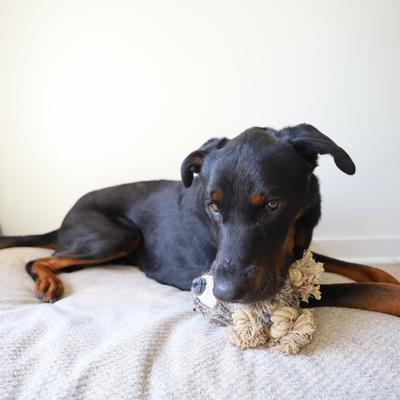 Show full view: SteelDog USA Ropers Sloth Squeaky Plush Dog Toy slide 2 of 5