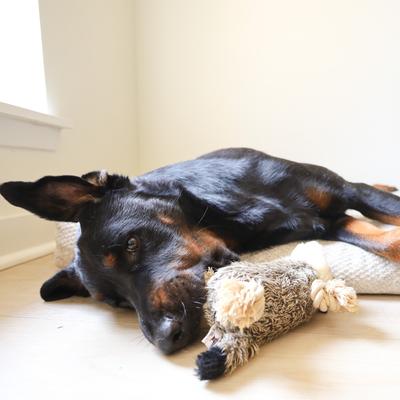 Show full view: SteelDog USA Ropers Gopher Squeaky Plush Dog Toy slide 4 of 7