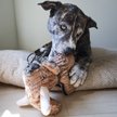 Show in main carousel: SteelDog USA Ruffian Dino Wolly Mammoth Plush Dog Toy slide 2 of 6