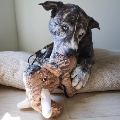 Show full view: SteelDog USA Ruffian Dino Wolly Mammoth Plush Dog Toy slide 3 of 7