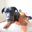 Show in main carousel: SteelDog USA Ruffian Bird Dodo Squeaky Plush Dog Toy slide 4 of 5