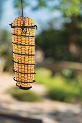 Show full view: Pennington Critter Cobbler Corn Cob Squirrel Feeder slide 2 of 9
