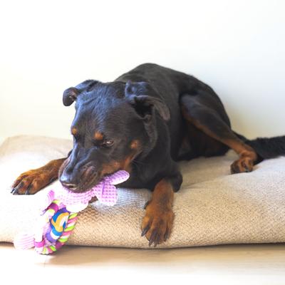 Show full view: SteelDog USA Ropers Flat Sport Bunny Crinkle Plush Dog Toy slide 5 of 7