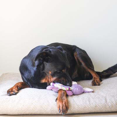 Show full view: SteelDog USA Ropers Flat Sport Bunny Crinkle Plush Dog Toy slide 6 of 7