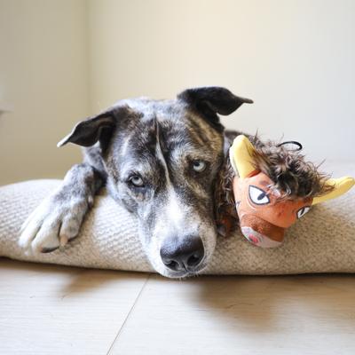 Show full view: SteelDog USA Ruffian Prairie Buffalo Squeaky Plush Dog Toy slide 5 of 6