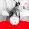 Show in main carousel: Royal Canin Fussy Adult Dry Cat Food, 12-oz bag slide 8 of 10