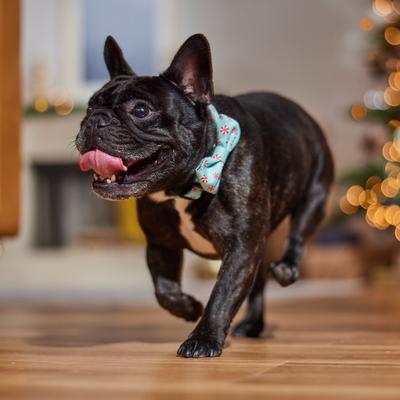 Show full view: Frisco Christmas Peppermint Print Dog Collar with Removable Bow, M: 14 to 20-in neck, 3/4-in wide slide 6 of 10