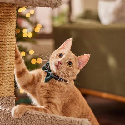 Show full view: Frisco Christmas Bows Print Breakaway Cat Collar with Bell & Removable Bow, 8 to 12-in neck, 3/8-in wide slide 6 of 10