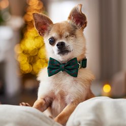 Frisco Bows Print Dog Collar with Removable Bow, XS: 8 to 12-in neck, 5/8-in wide slide 2 of 8