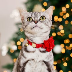 Frisco Cat Collar with Bell and Removable Gift Bow, 8 to 12-in neck, 3/8-in wide slide 2 of 8