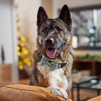 Show full view: Frisco Christmas Peppermint Print Dog Collar with Removable Bow, L/XL: 18 to 26-in neck, 1-in wide slide 6 of 10