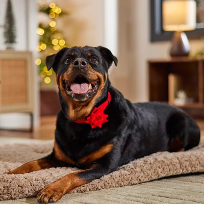 Show full view: Frisco Christmas Velvet Dog Collar with Removable Gift Bow, L/XL: 18 to 26-in neck, 1-in wide slide 6 of 10