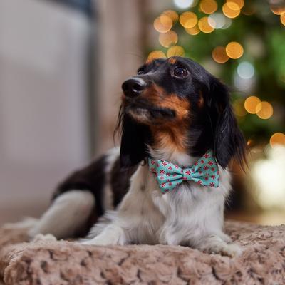 Show full view: Frisco Christmas Peppermint Print Dog Collar with Removable Bow, S: 10 to 14-in neck, 5/8-in wide slide 6 of 10