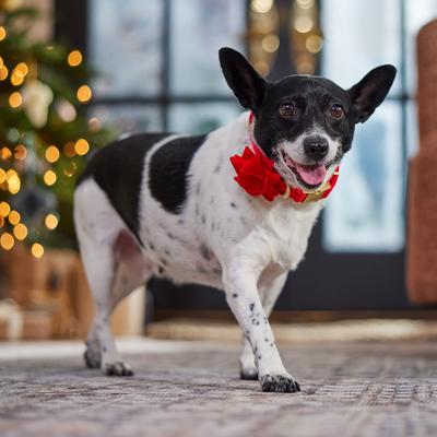 Show full view: Frisco Christmas Velvet Dog Collar with Removable Gift Bow, M: 14 to 20-in neck, 3/4-in wide slide 6 of 10