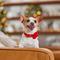Show in main carousel: Frisco Christmas Velvet Dog Collar with Removable Gift Bow, XS: 8 to 12-in neck, 5/8-in wide slide 6 of 10