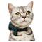 Show in main carousel: Frisco Christmas Bows Print Breakaway Cat Collar with Bell & Removable Bow, 8 to 12-in neck, 3/8-in wide slide 4 of 10