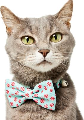 Show full view: Frisco Christmas Peppermint Print Breakaway Cat Collar with Bell & Removable Bow, 8 to 12-in neck, 3/8-in wide slide 5 of 10