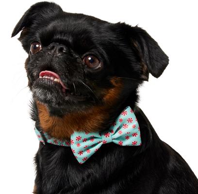 Show full view: Frisco Christmas Peppermint Print Dog Collar with Removable Bow, S: 10 to 14-in neck, 5/8-in wide slide 3 of 10