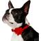 Show in main carousel: Frisco Christmas Velvet Dog Collar with Removable Gift Bow, S: 10 to 14-in neck, 5/8-in wide slide 3 of 10