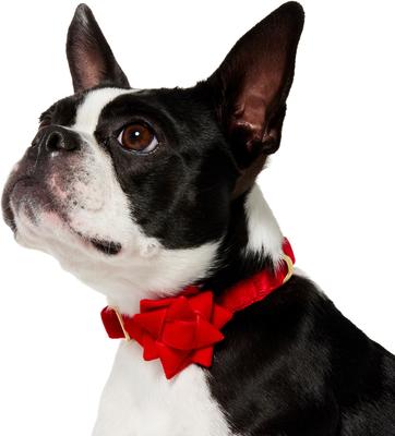Show full view: Frisco Christmas Velvet Dog Collar with Removable Gift Bow, S: 10 to 14-in neck, 5/8-in wide slide 3 of 10