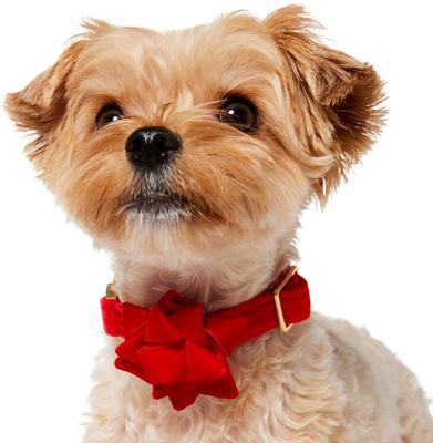Show full view: Frisco Christmas Velvet Dog Collar with Removable Gift Bow, XS: 8 to 12-in neck, 5/8-in wide slide 3 of 10