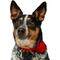 Show in main carousel: Frisco Christmas Velvet Dog Collar with Removable Gift Bow, M: 14 to 20-in neck, 3/4-in wide slide 3 of 10