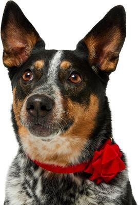 Show full view: Frisco Christmas Velvet Dog Collar with Removable Gift Bow, M: 14 to 20-in neck, 3/4-in wide slide 3 of 10