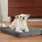 Show in main carousel: Frisco Quilted Orthopedic Pillow Lounger Cat & Dog Bed with Removable Cover, Gray, Small slide 1 of 10